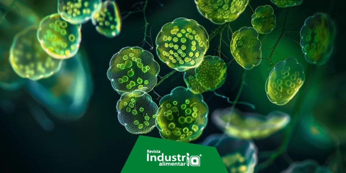 Alga Chlorella En Polvo 50gr - Desintoxicante Y Fortalecedora