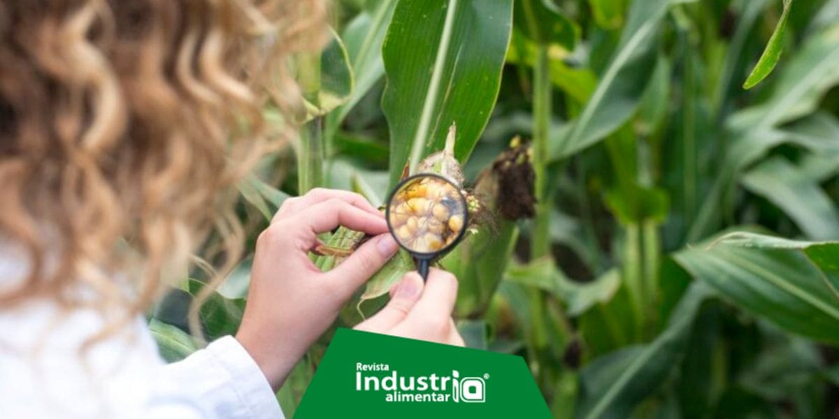 Estos son los beneficios de un sistema de inocuidad en la producción ...
