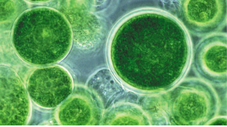 Microalgas: el superalimento marino que podría transformar la industria ...