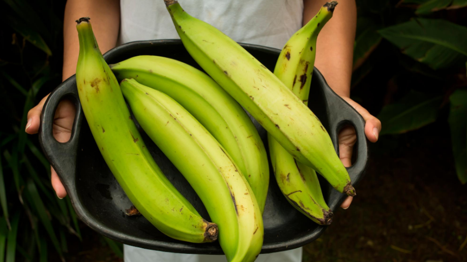 Piura evalúa nuevas variedades de banano frente al Foc R4T