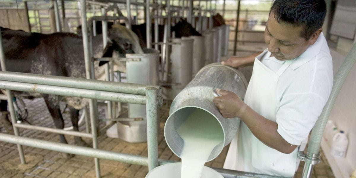 Minagri fomenta consumo de leche de 87 a 120 litros por persona Revista Industria Alimentaria
